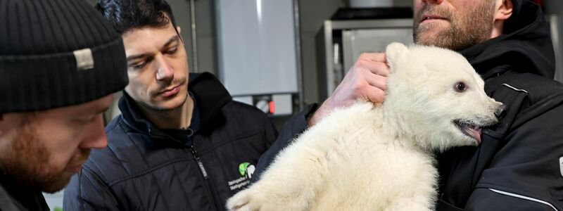 Der kleine Eisbär erweist sich schon als bärenstark. - Foto: Timo Deible/Zoo Karlsruhe/dpa