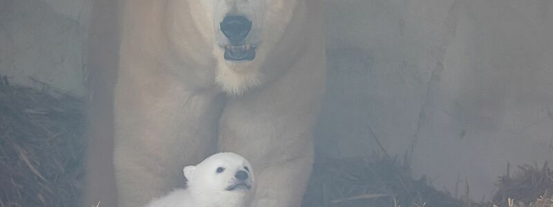 Es ist ein Junge. - Foto: Timo Deible/Zoo Karlsruhe/dpa