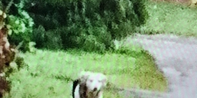 POL-ROW: ++ Vermisster Klaus Renken aus Lauenbrück: Intensive Suchmaßnahmen bleiben bislang ohne Erfolg ++ - Foto: presseportal.de