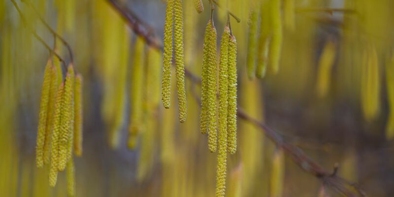 Menschen mit einer Haselpollen-Allergie könnten bereits Symptome spüren. - Foto: Patrick Pleul/dpa