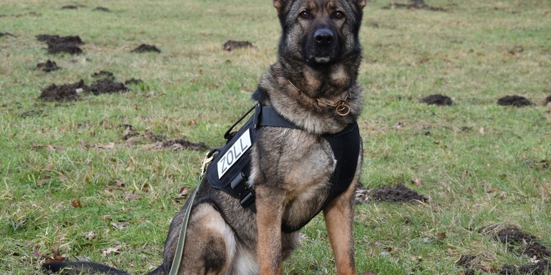 HZA-H: Gemeinsame Pressemitteilung der Staatsanwaltschaft Hannover und des Hauptzollamts Hannover - Amphetamin, Marihuana, Magic Mushrooms und Äxte im Auto - Foto: presseportal.de