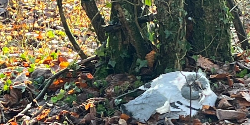 POL-HL: Ostholstein - Süsel / Verendete Tauben am Straßenrand aufgefunden - Zeugen gesucht - Foto: presseportal.de