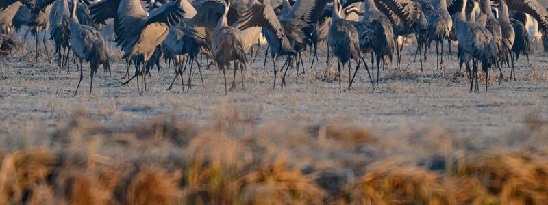 Ein Spektakel für Naturfreunde: Der Tanz der Kraniche - Foto: Patrick Pleul/dpa