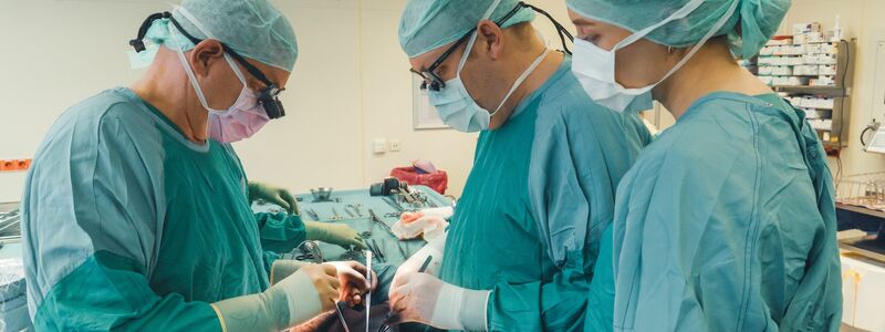 Philipp Felgendreff (mitte) transplantiert wie hier häufig menschliche Nieren, hat aber Hoffnung, dass er künftig auch Schweinenieren in Menschen einsetzt. - Foto: Anna-Katharina Junge/Medizinische Hochschule Hannover/dpa