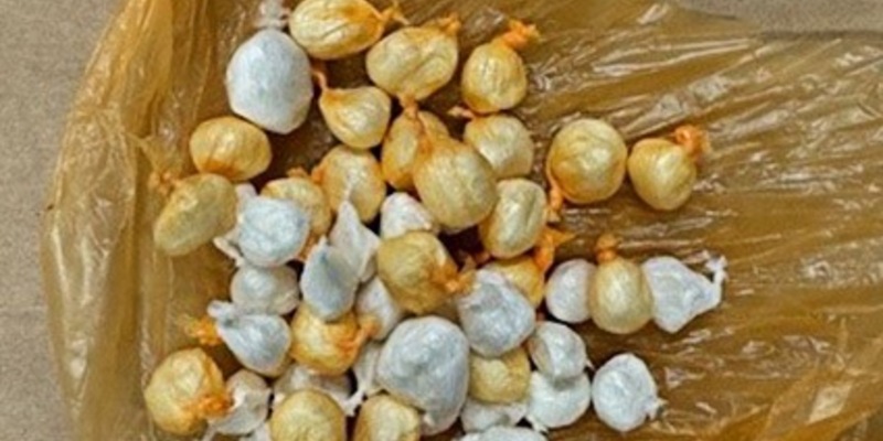 POL-LIP: Detmold. Gemeinsame Pressemitteilung der Staatsanwaltschaft Detmold und der Polizei Lippe: Albanische Drogendealer-Bande aus Gorki-Park verdrängt - lippische Kripo zieht positive Bilanz. - Foto: presseportal.de