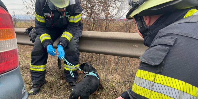 FW Mainz: Einsatz auf der A60: Welpe verursacht Verkehrsunfall - Foto: presseportal.de