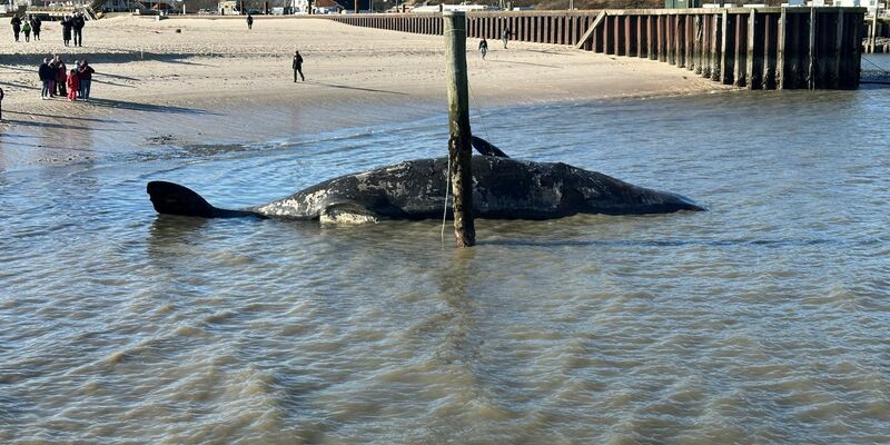 Es wird wegen Explosionsgefahr davor gewarnt, sich dem Tier zu nähern. - Foto: Daniel Friederichs/dpa