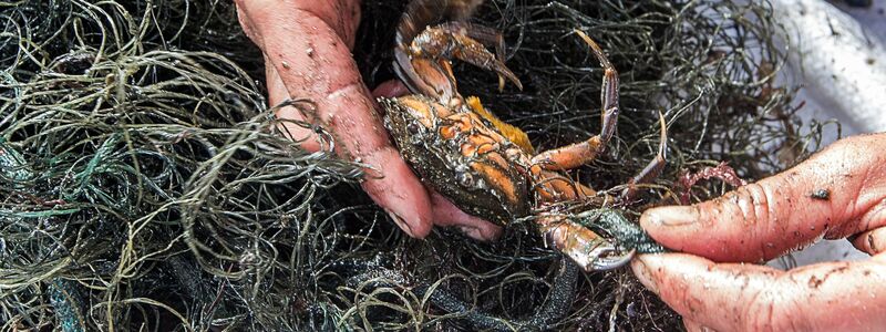 Jedes Jahr landet eine unbekannte Menge an Fischernetzen im Meer. Mit Künstlicher Intelligenz sollen sie besser aufgespürt werden. (Archivbild) - Foto: Jens Büttner/dpa-Zentralbild/dpa