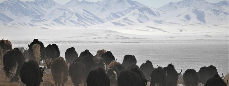 Wo Yak-Herden entlang ziehen, formen sie oft Pfade. (Archivbild) - Foto: Purbu Zhaxi/XinHua/dpa