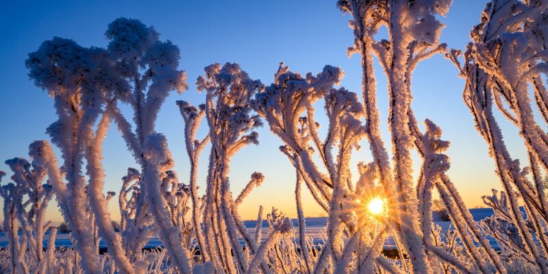 Mit Raureif überzogen stehen Pflanzen bei Sonnenaufgang im Oderbruch.  - Foto: Patrick Pleul/dpa
