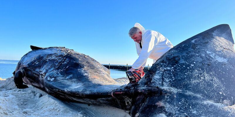 Mit seiner Motorsäge war es für Timo Arp am Morgen nicht leicht, den riesigen Körper des Wals zu durchschneiden. - Foto: Lea Albert/dpa