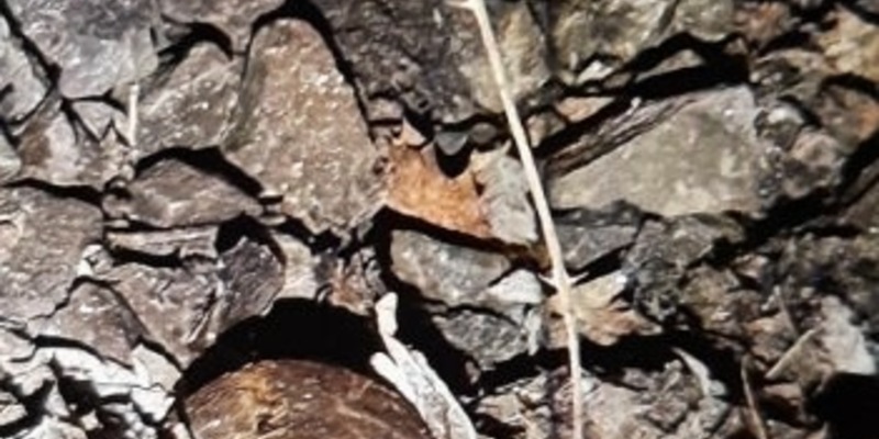 BPOL-KL: Abschlussmeldung - Mörsergranate im Bereich des Hbf Kaiserslautern gefunden - Foto: presseportal.de