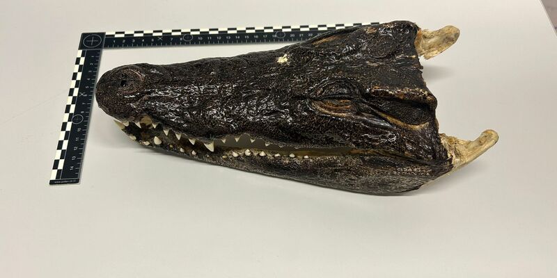 Einen ungewöhnlichen Fund machten Zöllner in der Schweiz. (Handout) - Foto: -/BAZG/dpa