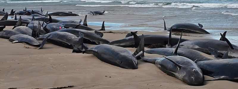 Warum die Kleinen Schwertwale strandeten, ist noch unklar. - Foto: Jocelyn Flint/Jocelyn Flint/AP/dpa