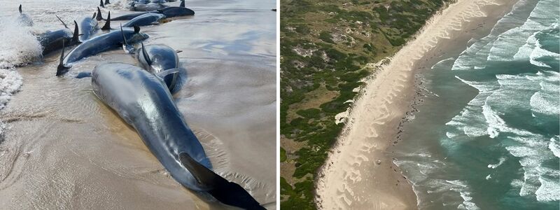 Es war die erste Strandung dieser Spezies seit 50 Jahren. - Foto: Supplied/DEPARTMENT OF NATURAL RESOURCES AND ENVIRONMENT TASMANIA/AAP/dpa