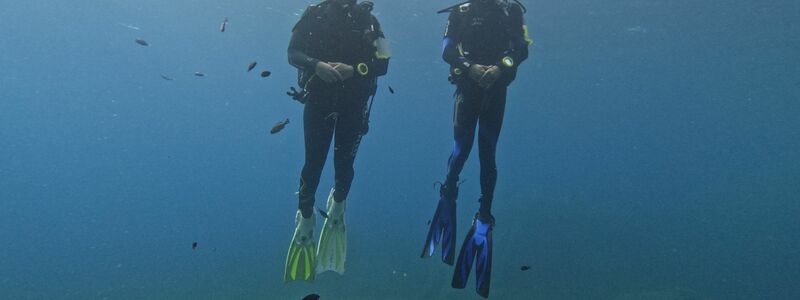 Die Fische scheinen Taucher anhand von Farbmerkmalen ihrer Ausrüstung zu erkennen. - Foto: -/Behavioural Evolution Lab /Max Planck Institute of Animal Behavior/dpa