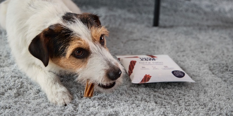 Fell, Pfoten, Pflege - Was Hunde in der kalten Jahreszeit wirklich brauchen - Foto: presseportal.de
