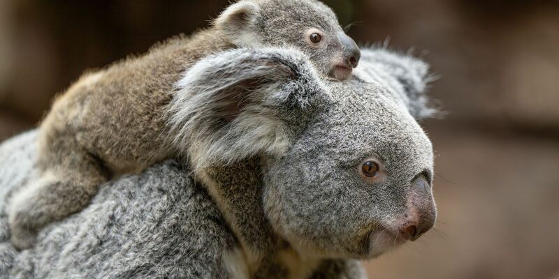 In der Wilhelma sind im vergangenen Jahr zwei Koala-Babys geboren worden. Nun stehen die Geschlechter der beiden fest. Hier trägt Koala-Weibchen Auburn ihr weibliches Jungtier durchs Gehege. (Foto-Handout) - Foto: Birger Meierjohann/Wilhelma Stuttgart/dpa