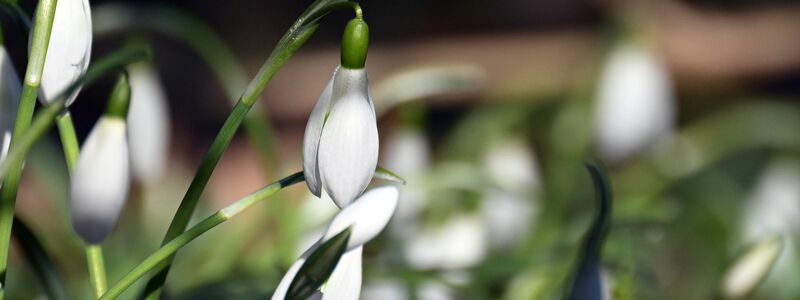 Schneeglöckchen blühen in einem Garten. - Foto: Federico Gambarini/dpa