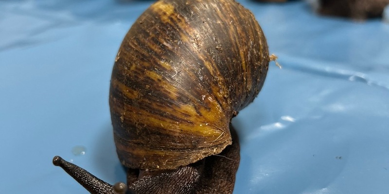 HZA-N: Tierischer Aufgriff des Nürnberger Flughafenzolls - Foto: Zoll, presseportal.de