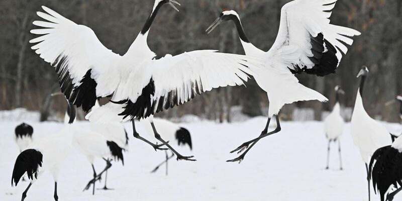 In den vergangenen Wochen sind in Japan etliche Menschen im Zuge massiven Schneefalls gestorben. - Foto: -/kyodo/dpa