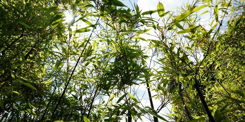 Am BGH geht es am Freitag um eine Bambushecke. (Archivbild) - Foto: Marcus Brandt/dpa