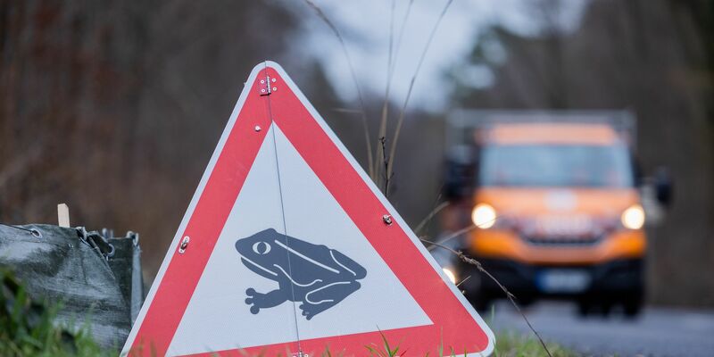 Zum Laichen wandern die Tiere meistens zu dem Gewässer, in dem sie selbst geboren sind (Archivbild). - Foto: Rolf Vennenbernd/dpa