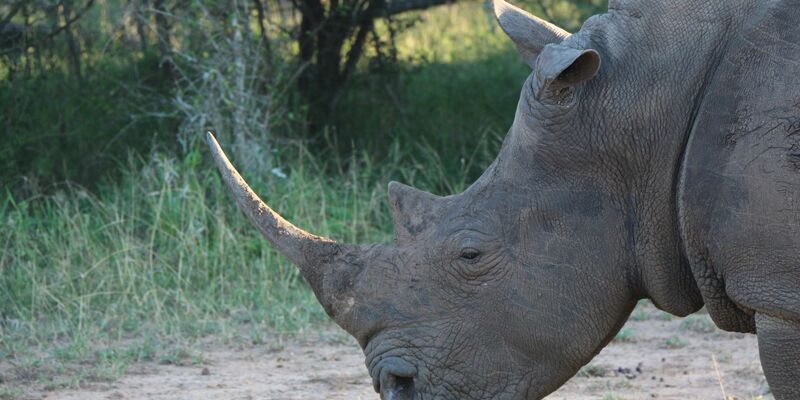 Ein Nashorn im Hlane Royal National Park in Eswatini. (Symbolbild) - Foto: Christian Selz/dpa-tmn