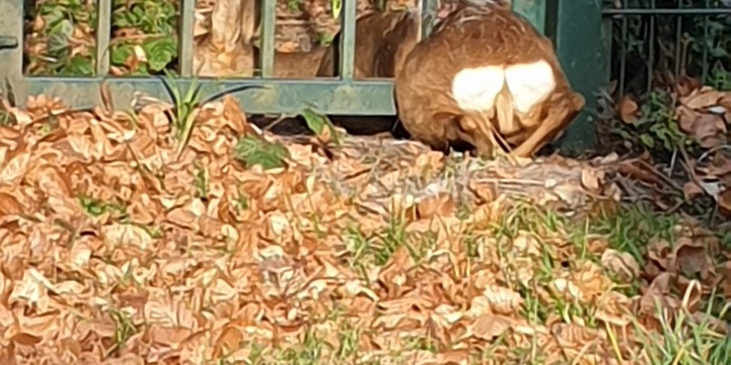 FW-BO: Reh aus dem Zaun in Bochum Linden gerettet - Foto: presseportal.de