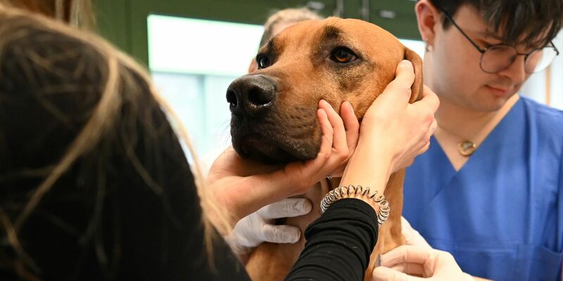 Tendenziell nehmen Bluttransfusionen bei Hunden zu, weil Besitzer bereit sind, teils auch viel Geld zu bezahlen. - Foto: Elisa Schu/dpa
