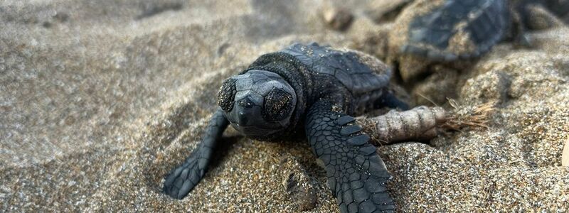 Unechte Karettschildkröten machen sich nach dem Schlüpfen auf den Weg zum Meer. - Foto: -/Society for Protection of Turtles/dpa