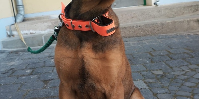 LPI-NDH: Unverantwortliche Tierhalter gesucht!!! - Foto: presseportal.de