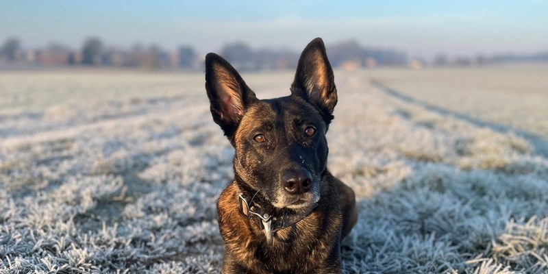POL-MI: Tara spürt vermisste Frau auf - Foto: presseportal.de