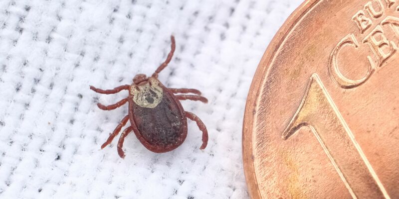 Zecken werden immer häufiger in Landkreisen aktiv, die noch gar nicht als Risikogebiete eingestuft sind.(Illustration) - Foto: Sebastian Willnow/dpa