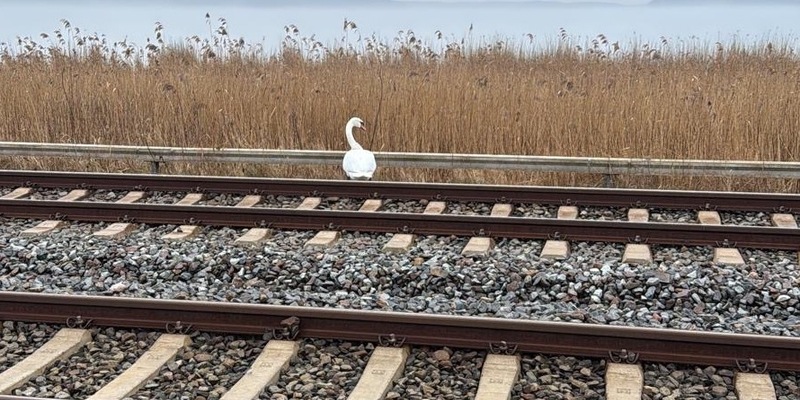 BPOL-HST: Bundespolizei rettet Schwan - Foto: presseportal.de