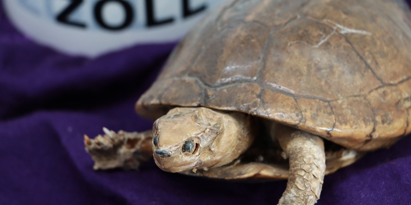 HZA-DA: Exotischer Nachlass - ZOLL erbt Exponate bedrohter Tierarten - Foto: presseportal.de