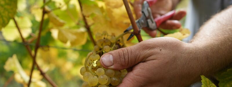 Die Weinbranche reagiert mit sinken Preisen auf die schwächere Nachfrage. (Archivbild) - Foto: Thomas Frey/dpa/dpa-mag