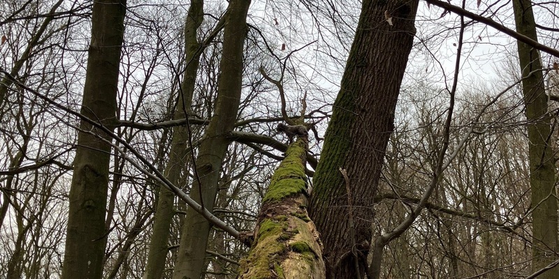 FF Bad Salzuflen: Kurioser Einsatz: Feuerwehr rettet Hund vom Baum / Ein Mischling klettert im Bad Salzufler Stadtwald einen umgestürzten Baum acht Meter hoch - Foto: presseportal.de