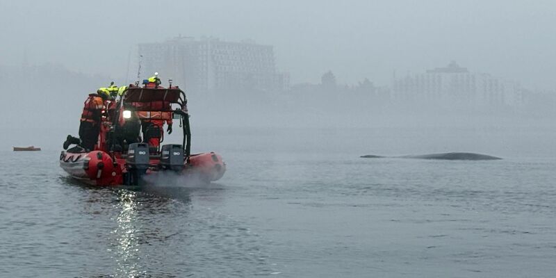 Die Helfer konnten den Buckelwal befreien. - Foto: Maritime Search and Rescue Service/AP/dpa