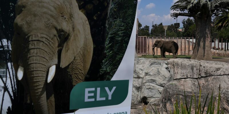Der tonnenschwere Koloss ist in Mexiko auch als «traurigste Elefantin der Welt» bekannt. (Archivbild) - Foto: Marco Ugarte/AP/dpa