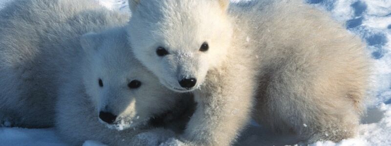 Die Kleinen gehen kaum ohne die Mutter aus der Höhle. - Foto: Steven C. Amstrup/Polar Bears International./dpa