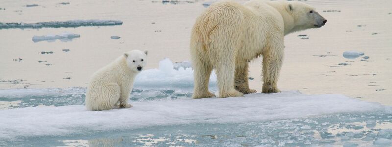 Eine Eisbär-Mutter ist mit einem Jungtier auf einer Eisscholle vor der Küste von Spitzbergen unterwegs. - Foto: Kt Miller/olar Bears Internat/dpa