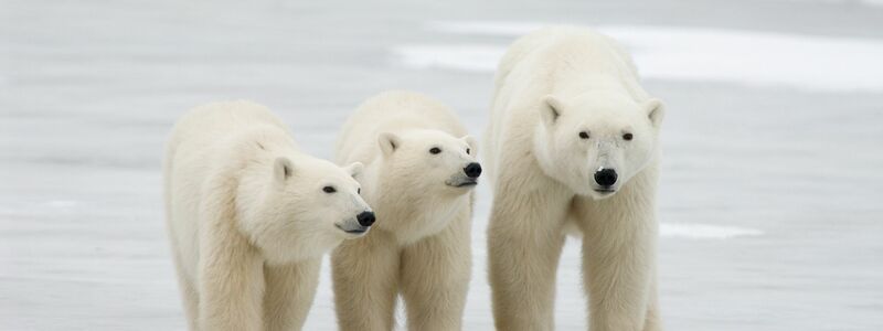 Durchschnittlich erst knapp zwei Wochen nach dem ersten Herausschauen aus der Höhle ziehen die Mütter samt Nachwuchs dann endgültig aus. - Foto: Bj Kirschhoffer/Polar Bears International./dpa