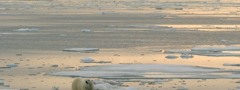 In der Arktis sollen vermehrt Bodenschätze ausgebeutet werden - trifft das auch die Eisbären? - Foto: Kt Miller / Polar Bears Internat/dpa