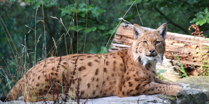 Artenschutz auf die Agenda - nicht nur am World Wildlife Day / Verband der Zoologischen Gärten fordert gezielte Umsetzung der Nationalen Biodiversitätsstrategie der neuen Regierung - Foto: presseportal.de