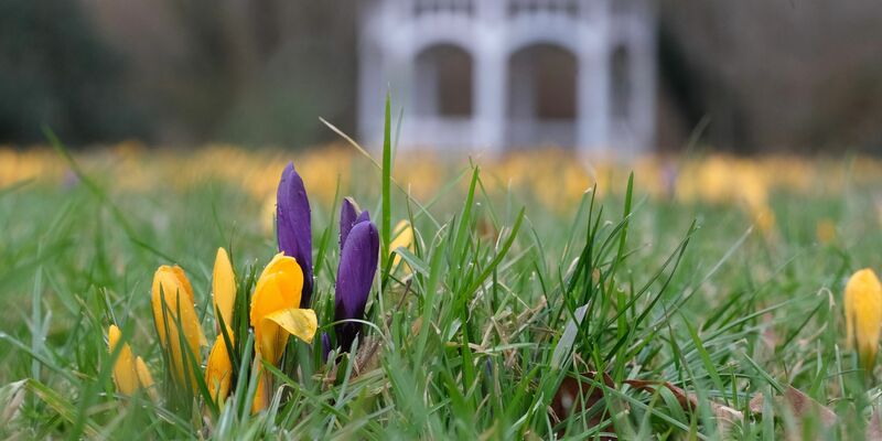 Milde Temperaturen und Sonne dürften in vielen Teilen Deutschlands in den kommenden Tagen dafür sorgen, dass weitere Blumen sprießen.  - Foto: Sebastian Willnow/dpa