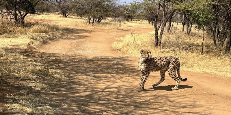 Bei diesem Geparden handelt es sich um einen Afrikanischen Geparden. Von seinen Verwandten, den Asiatischen Geparden, gibt es weltweit nur noch 17 Exemplare. (Symbolbild) - Foto: Kristin Palitza/dpa