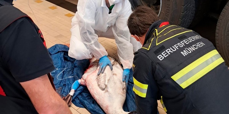 FW-M: Feuerwache wird kurzerhand zur Tierklinik (Olympiapark/ Schwanthalerhöhe) - Foto: presseportal.de