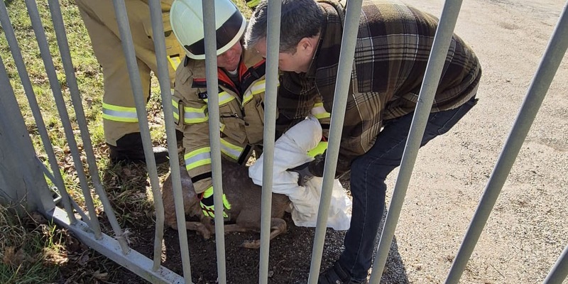 Feuerwehr Goch: Feuerwehr rettet Reh aus misslicher Lage - Foto: presseportal.de