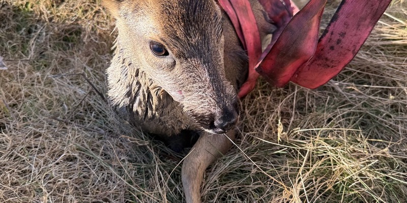 FF Bad Salzuflen: Feuerwehr rettet Reh aus Gartenpool / Der nächste kuriose Tiereinsatz für die Feuerwehr Bad Salzuflen. Die Einsatzkräfte können durch schnelles Eingreifen schlimmeres verhindern - Foto: presseportal.de
